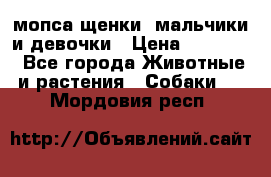 мопса щенки -мальчики и девочки › Цена ­ 25 000 - Все города Животные и растения » Собаки   . Мордовия респ.